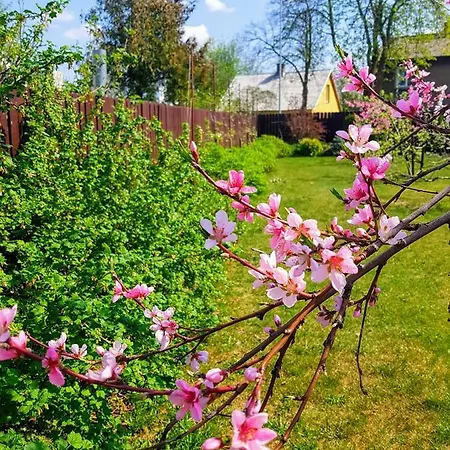 Cozy Magnolia